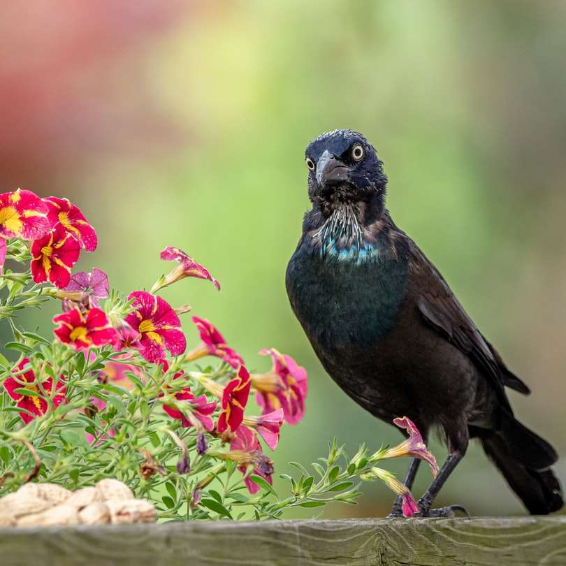 Niebieski i czarny ptak na brązowym drewnianym kijem puzzle przesuwne online