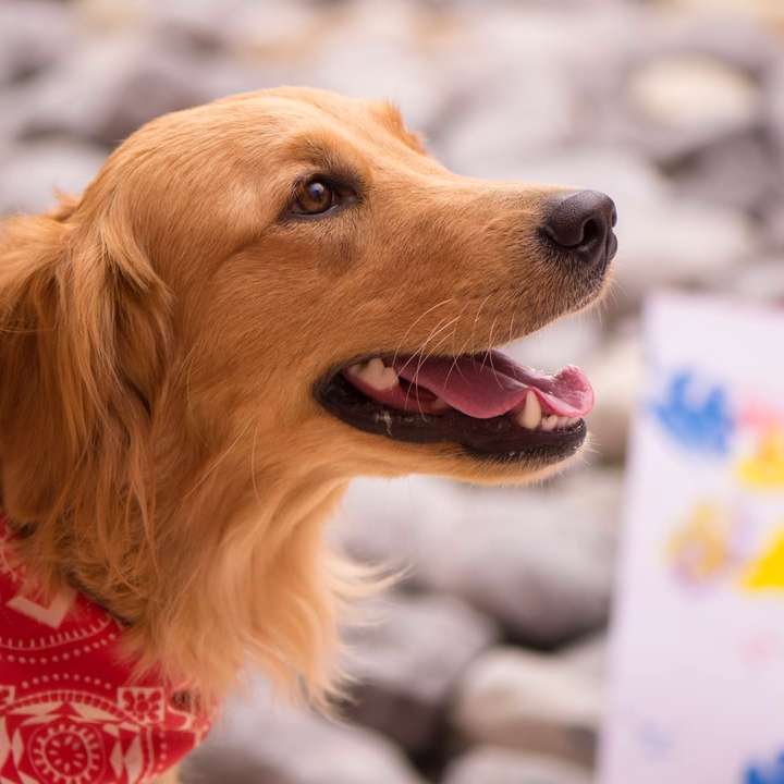 golden retriever wearing red and white scarf online puzzle