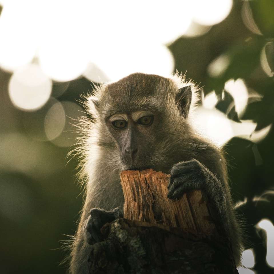 коричневая обезьяна на коричневой ветке дерева в дневное время раздвижная головоломка онлайн