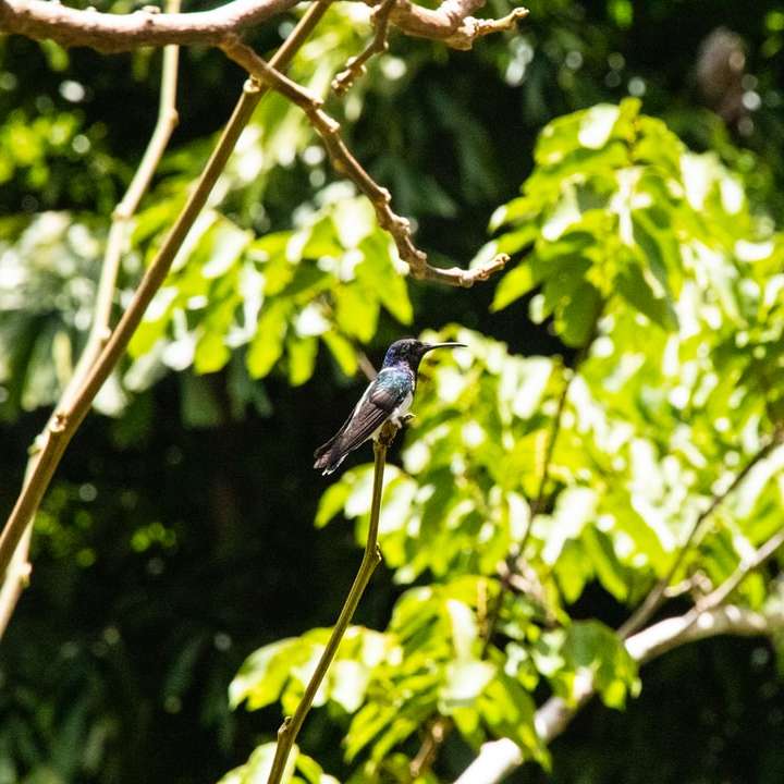 Schwarzer Vogel auf Baumast während der Tageszeit Schiebepuzzle online