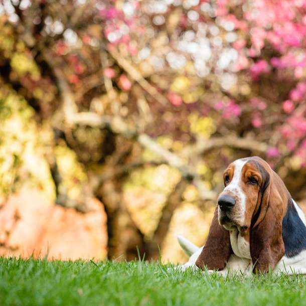 Brun och vit kort belagd hund på grönt gräsfält Pussel online