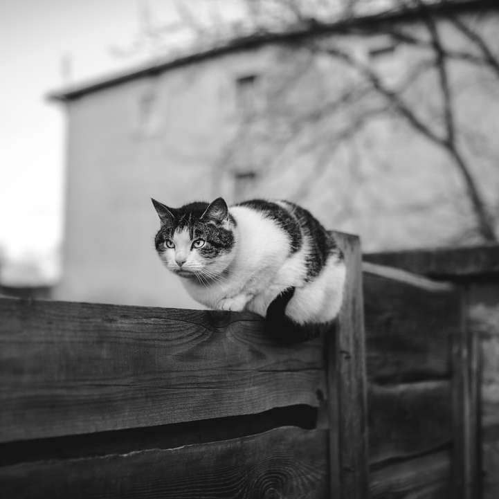 Gråskala Foto av katt på trä staket glidande pussel online