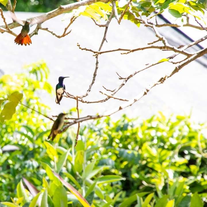 Czarny i brązowy ptak na brown gałąź drzewa w ciągu dnia puzzle przesuwne online