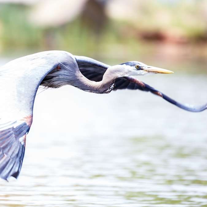 grey heron flying during daytime online puzzle