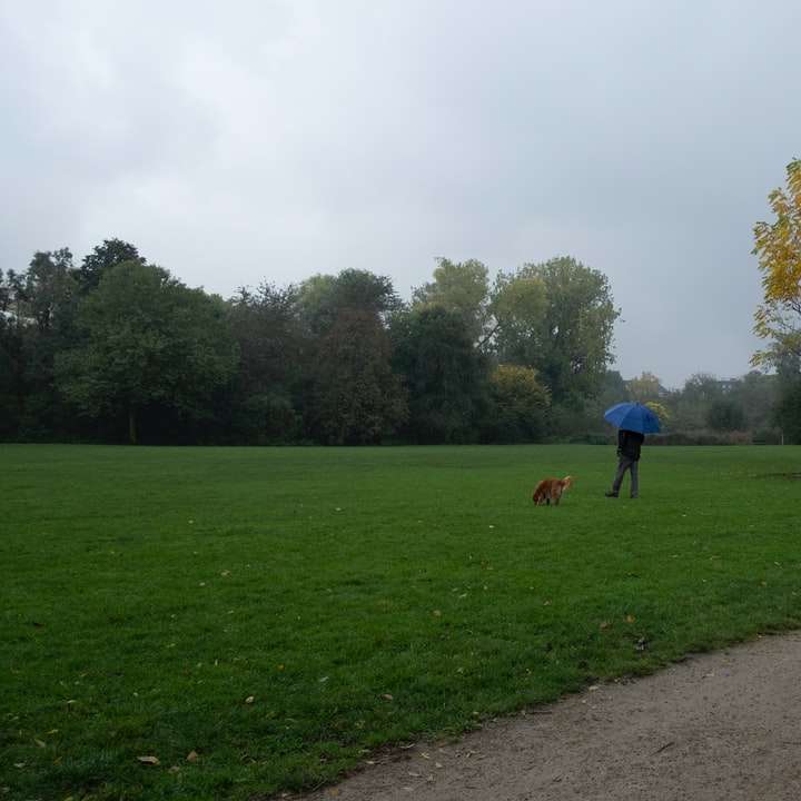 Omul în jacheta albastră care merge pe câmpul verde de iarbă alunecare puzzle online