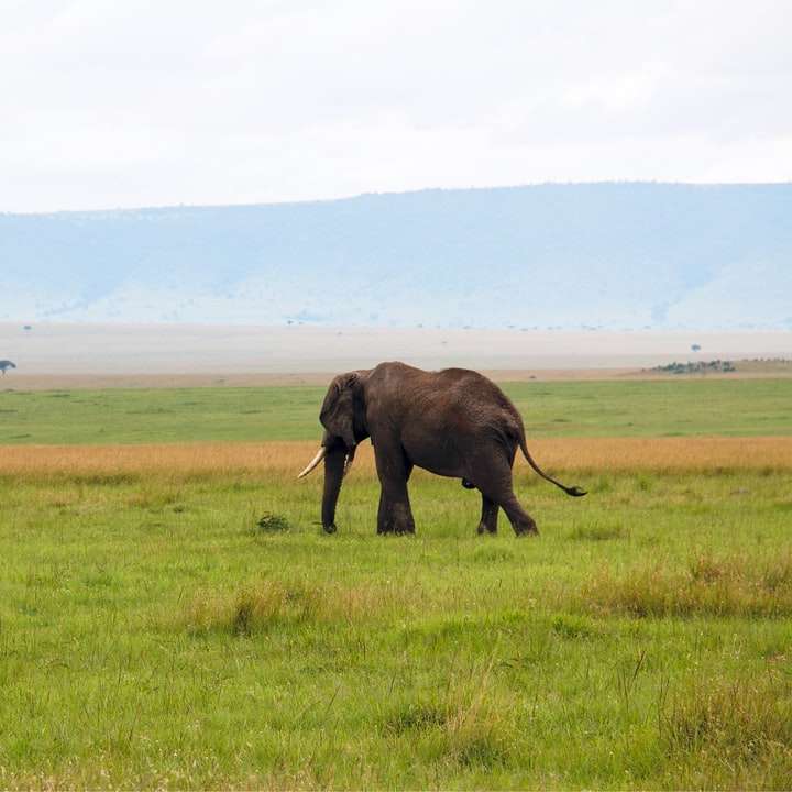 кафяв слон на зелено трева през деня онлайн пъзел