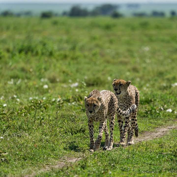 Cheetah går på grönt gräsfält under dagtid glidande pussel online