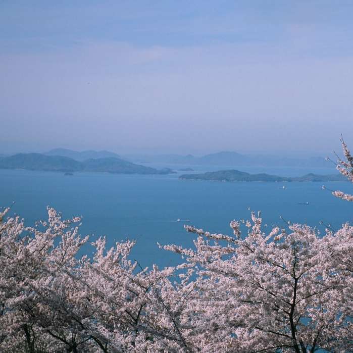 昼間の水域近くの白い桜の木 オンラインパズル