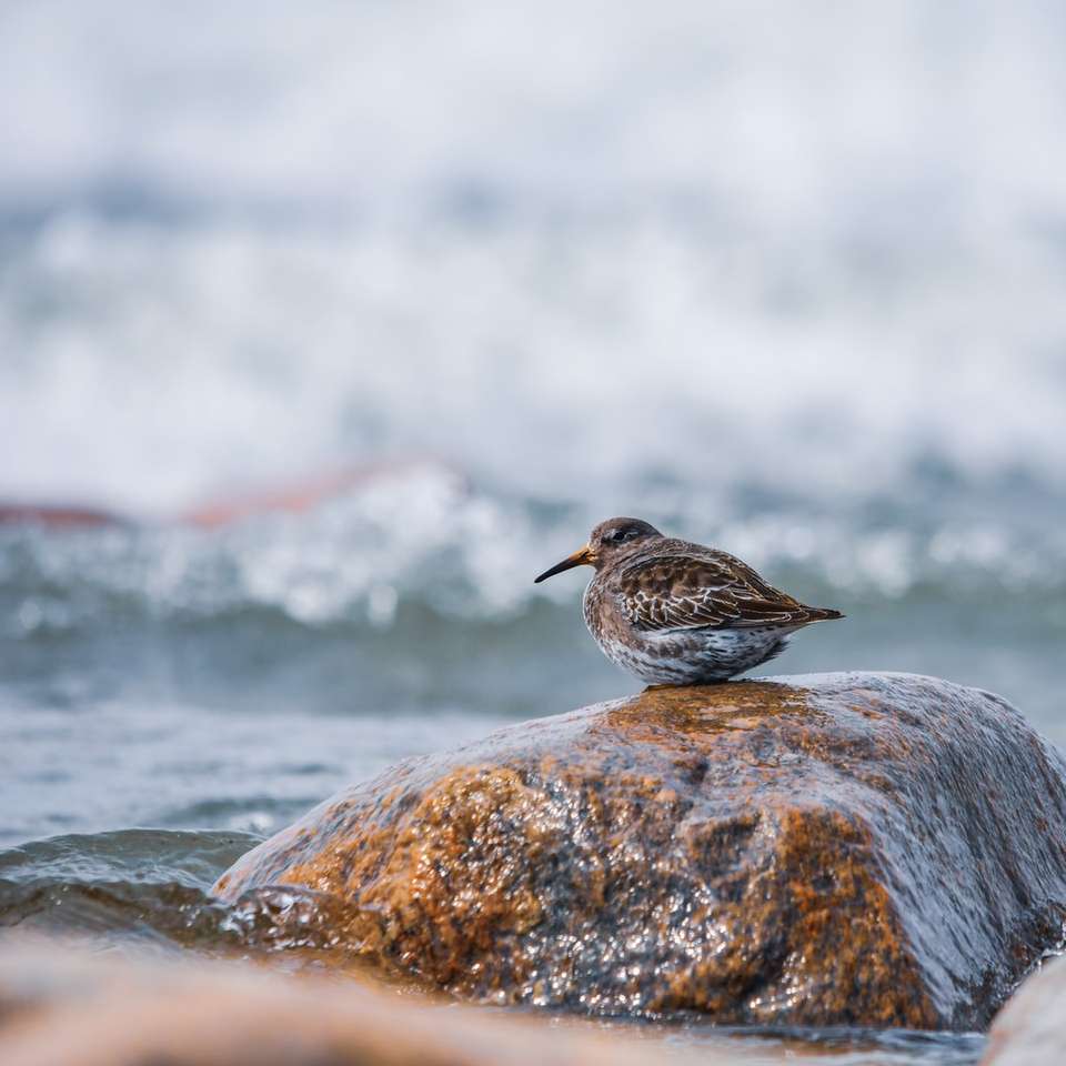 brown bird on rock during daytime online puzzle