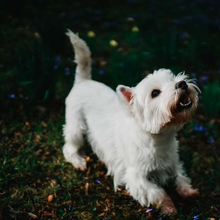 Fehér hosszú bevonatú kis méretű kutya, aki barna talajon jár online puzzle
