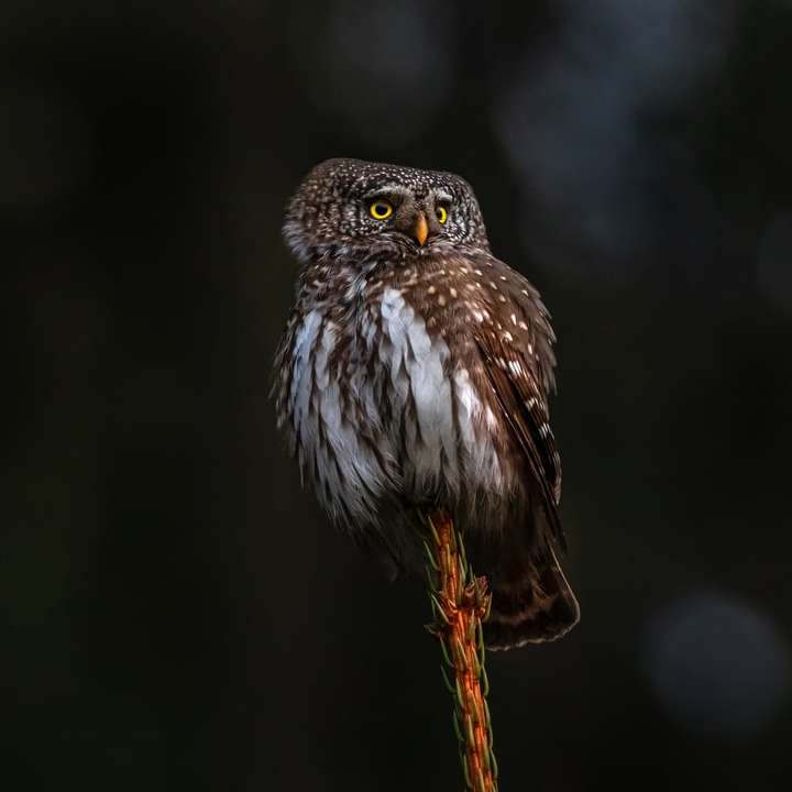 brown and white owl on brown stick online puzzle