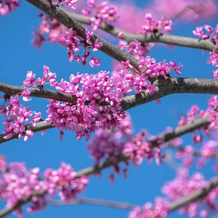 Różowe kwiaty na brown gałęzi drzewa w ciągu dnia puzzle przesuwne online