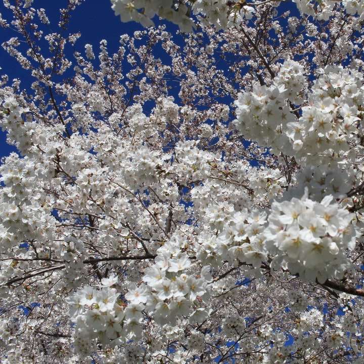 vit körsbärsblomning under blå himmel under dagtid glidande pussel online