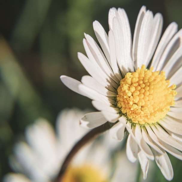 white daisy in bloom during daytime online puzzle