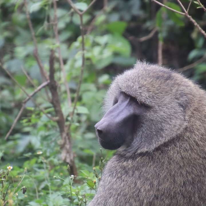 Brązowa małpa na zielonej trawie w ciągu dnia puzzle przesuwne online