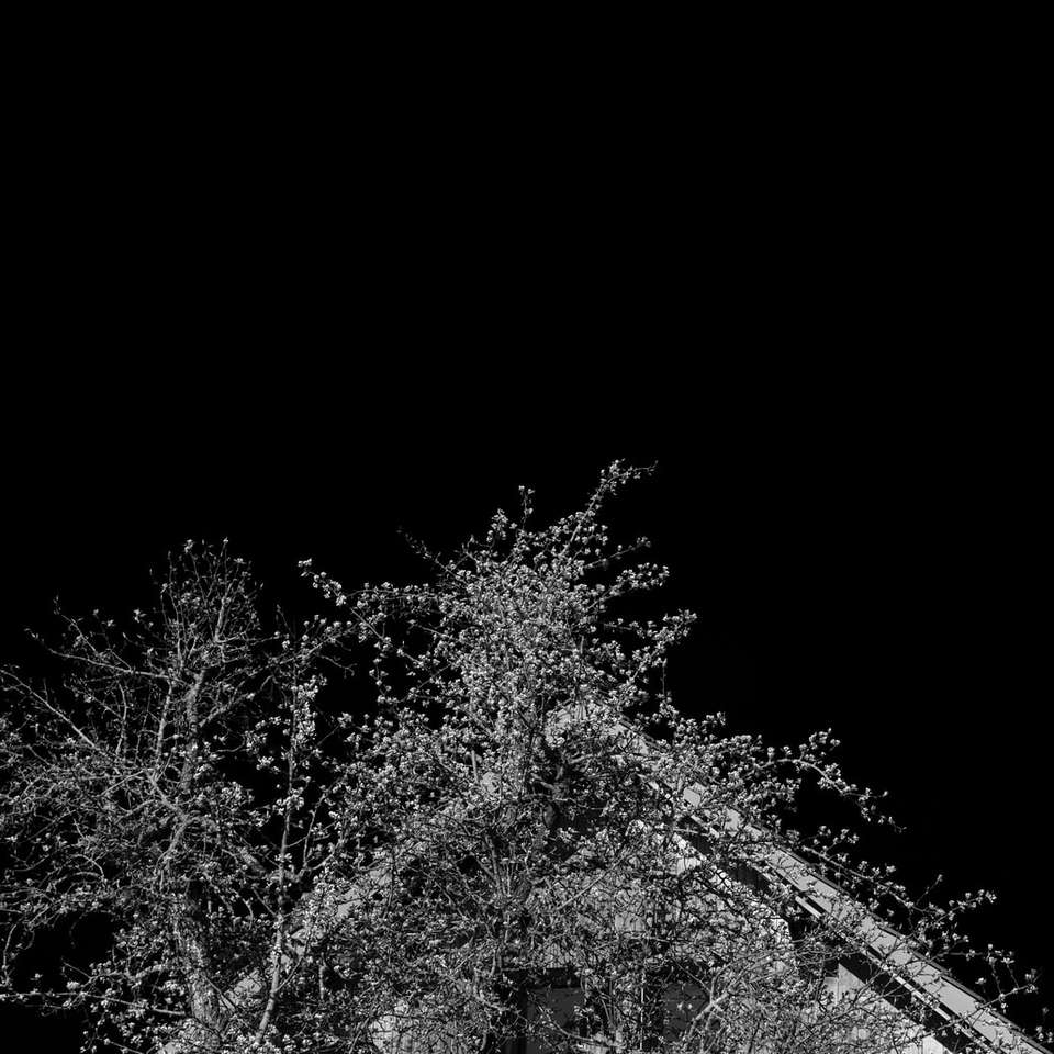 фотография деревьев и растений в оттенках серого онлайн-пазл
