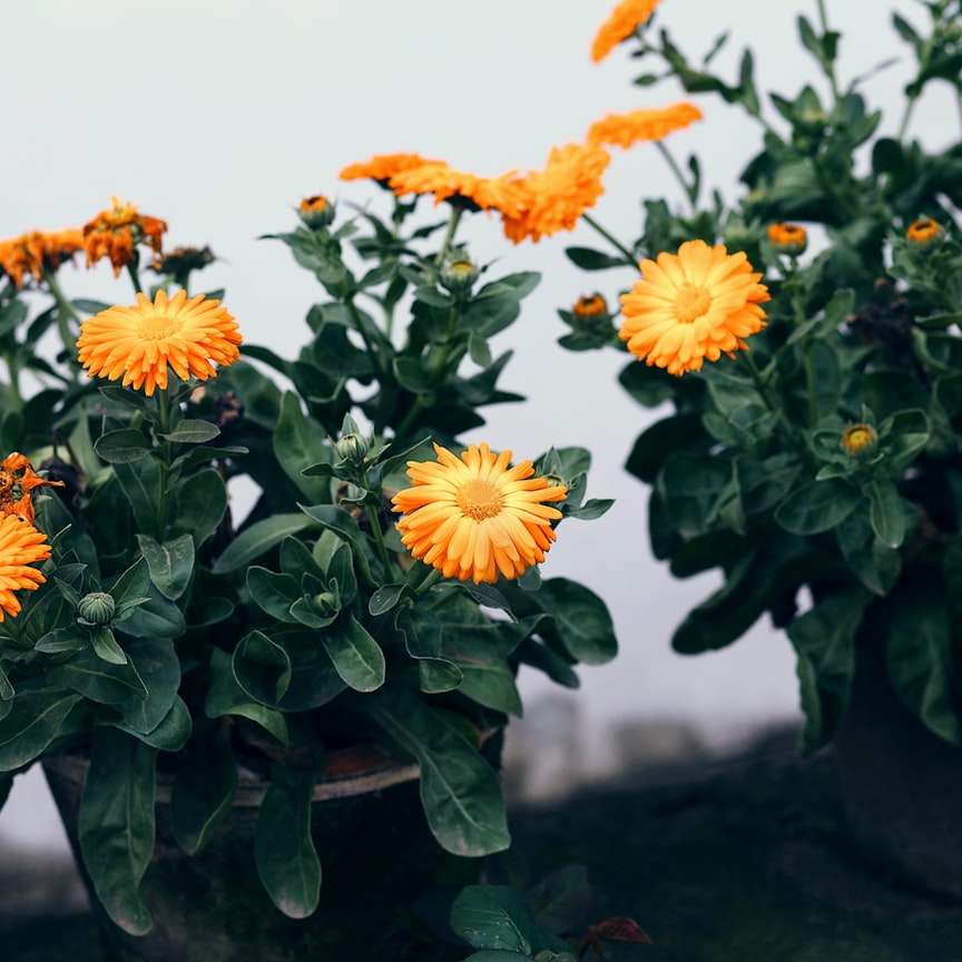 Κίτρινα και πορτοκαλί λουλούδια σε πράσινο βάζο online παζλ