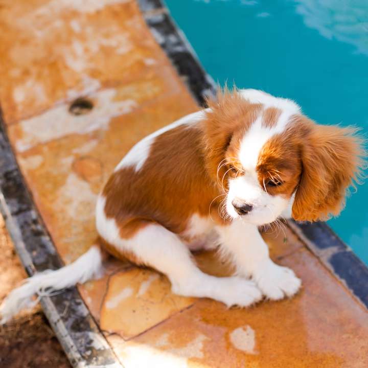 Biały i brązowy długi płaszcz mały pies na niebieskiej betonowej podłodze puzzle przesuwne online