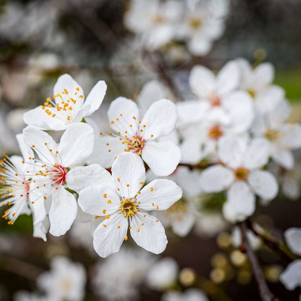 Biały kwiat wiśni w rozkwicie w ciągu dnia puzzle online