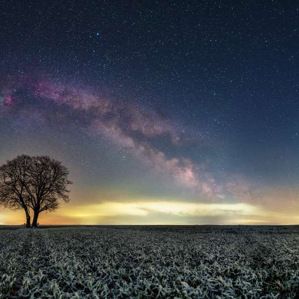 Albero nudo sul campo di erba verde sotto il cielo blu con le stelle puzzle scorrevole online