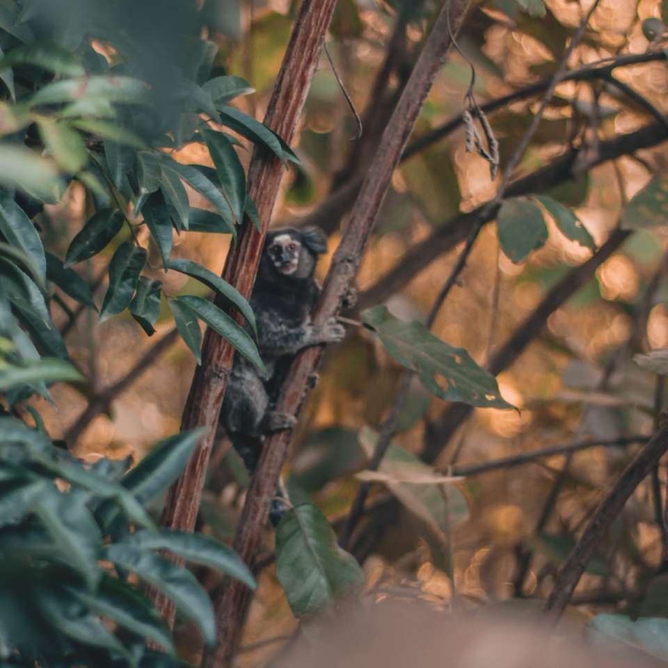 Zwarte aap op bruine boomtak overdag online puzzel