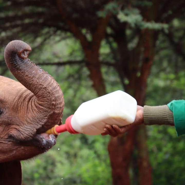 Elefante marrone con bottiglia di plastica bianca sulla bocca puzzle scorrevole online