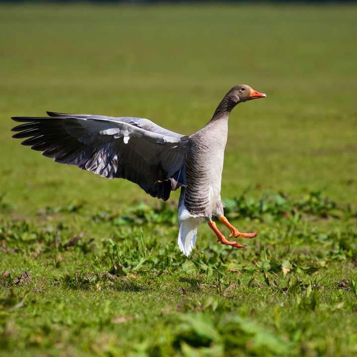 Szary i biały ptak latający nad zielonym polem trawy puzzle online