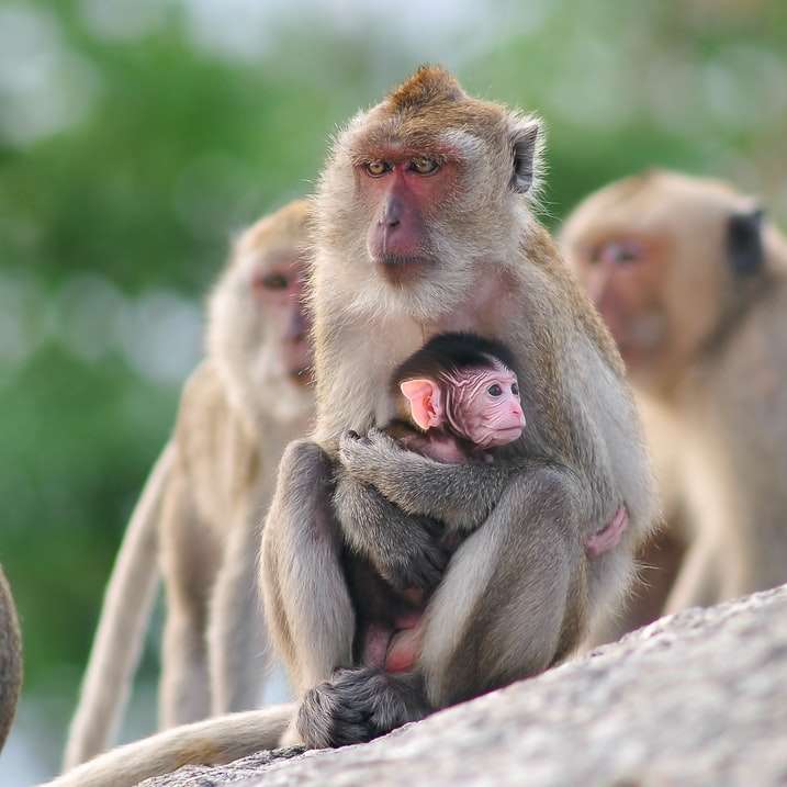Brauner Affe auf Baumast während der Tageszeit Schiebepuzzle online