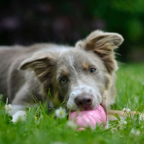 Brązowy i biały długi powlekany pies gryzący różową piłkę puzzle przesuwne online