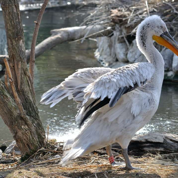 Biały pelikan na brązowej skale w pobliżu wody puzzle przesuwne online