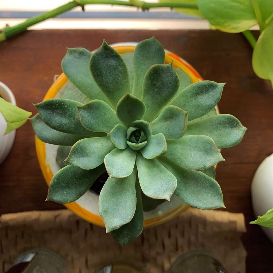 Grüne saftige Pflanze auf braunem Holztisch Schiebepuzzle online