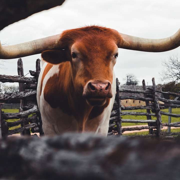 Bruine koe op groen grasgebied overdag online puzzel