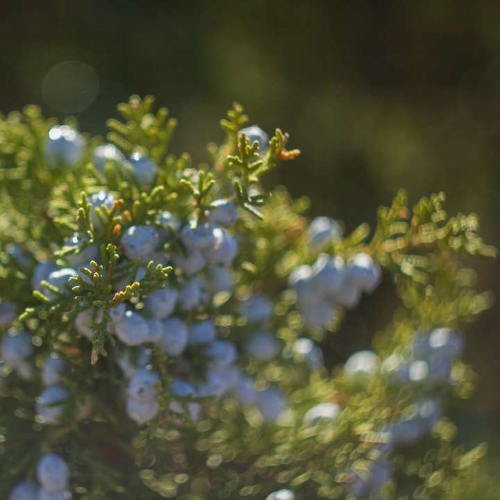 blue flowers in tilt shift lens sliding puzzle online