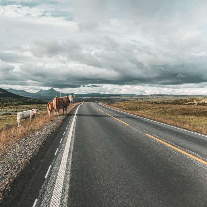 Bruin paard op grijze asfaltweg onder witte wolken online puzzel