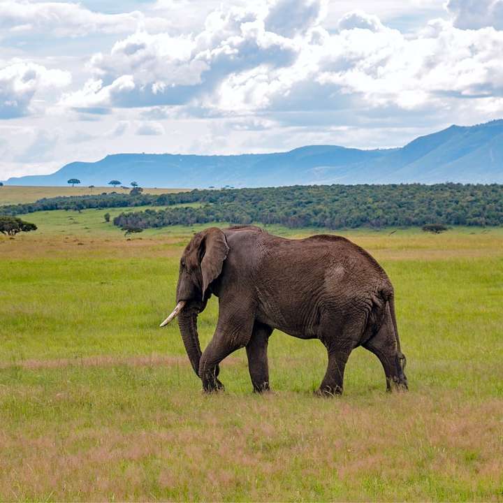 слон на зелено трева през деня онлайн пъзел