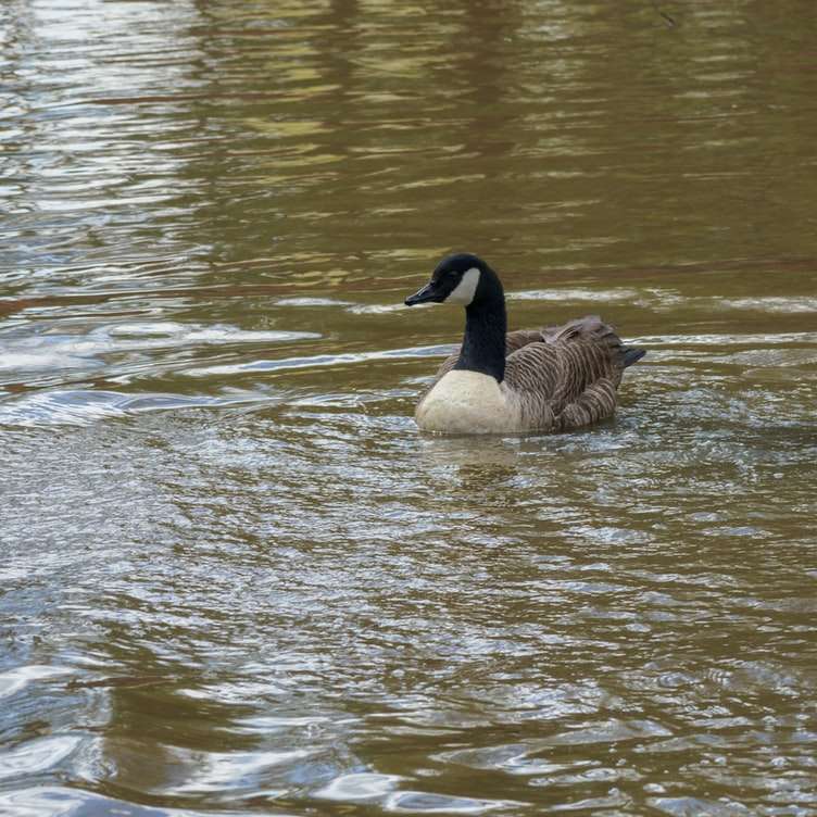 Braune und weiße Ente auf Wasser tagsüber Online-Puzzle