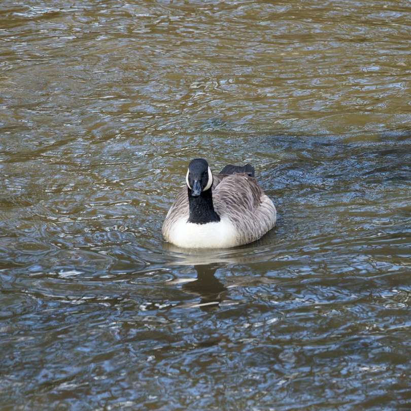 white and black duck on water online puzzle