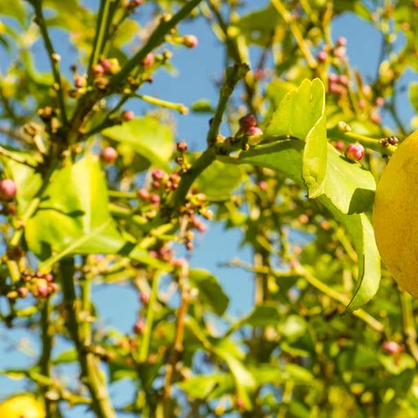 Gelbe Zitronenfrucht auf Baum Schiebepuzzle online