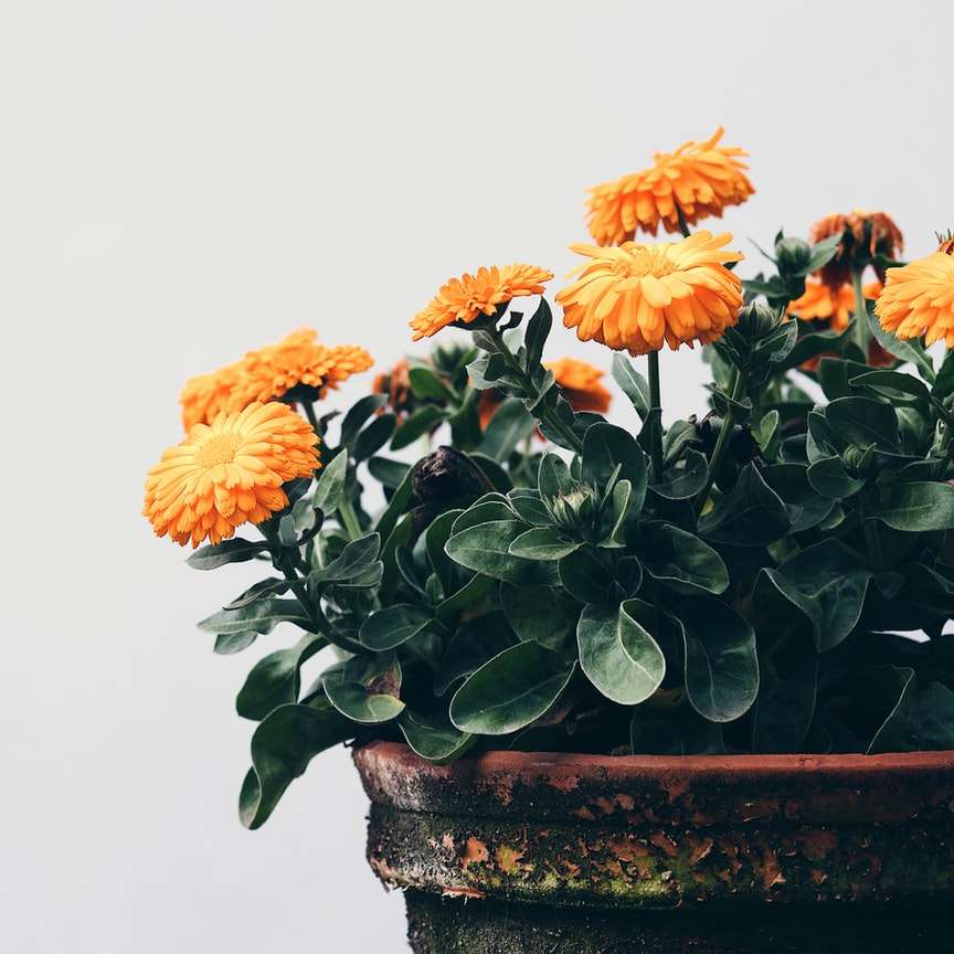 оранжеви и жълти цветя на кафяв глинен съд онлайн пъзел