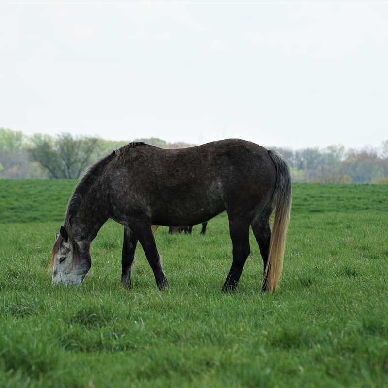 Svartvitt häst äter gräs på grönt gräsfält Pussel online