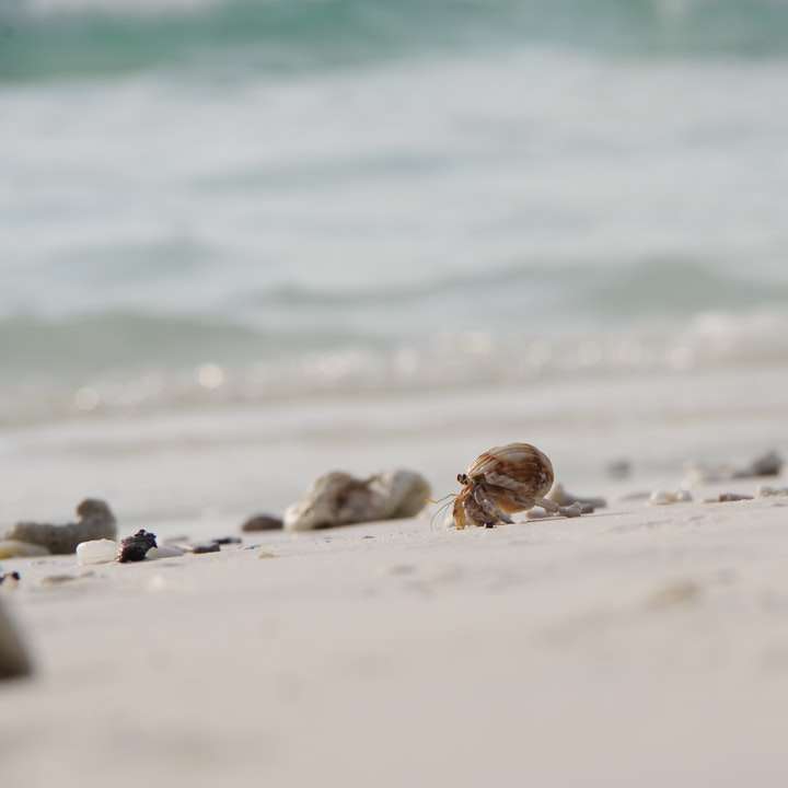 Hnědé a bílé mořské mušle na bílé písčité pláži posuvné puzzle online