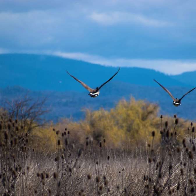 Brun och vit fågel som flyger över brunt gräsfält glidande pussel online