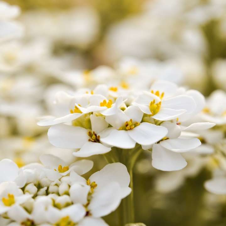 white and yellow flowers in tilt shift lens online puzzle