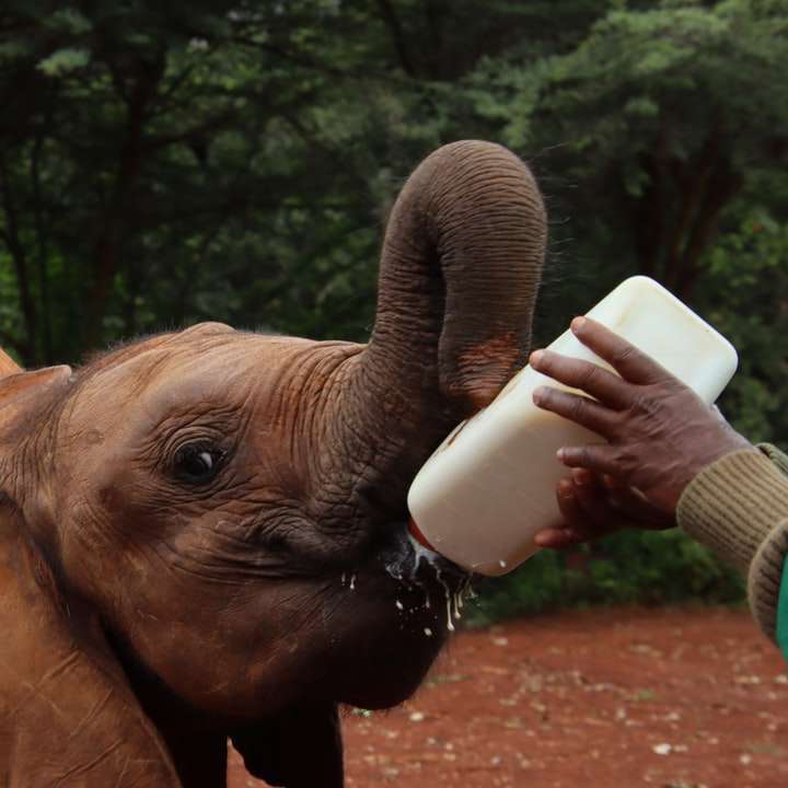 Elefante bebiendo agua de botella. puzzle deslizante online