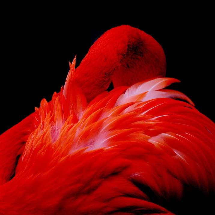 Piuma di uccello rosso nella fotografia da vicino puzzle scorrevole online