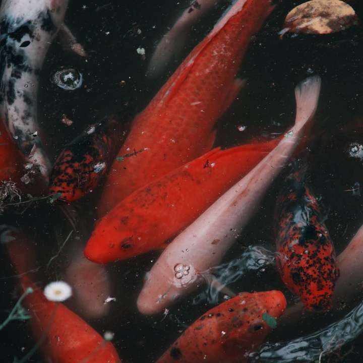 красная и белая рыба кои онлайн-пазл