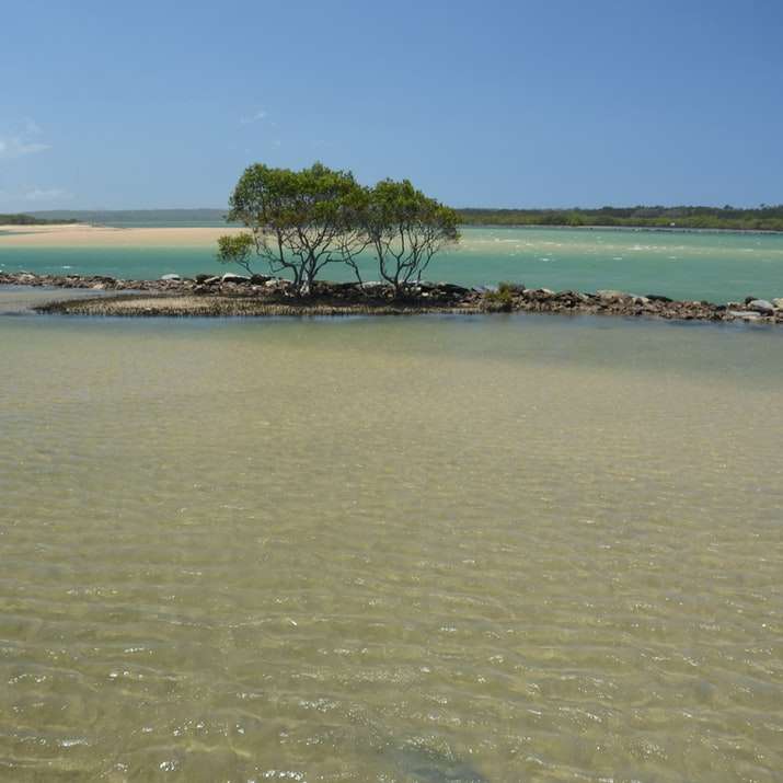 зелено дърво на кафяв пясък близо до тялото на водата през деня онлайн пъзел