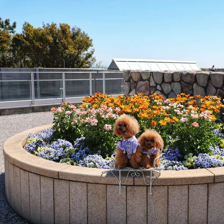 Brązowy długi powlekany mały pies na szarym betonowym ogrodzeniu puzzle online