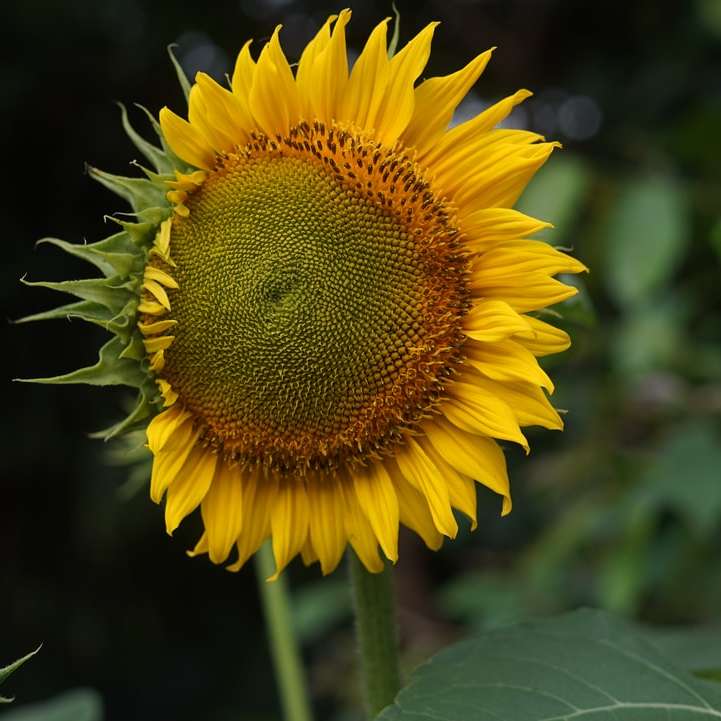 Žluté slunečnice v zblízka fotografování online puzzle