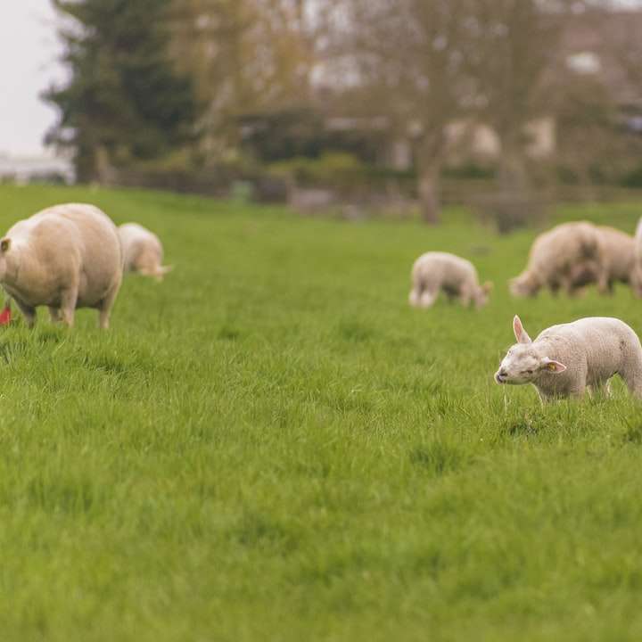 Mandria di pecore sul campo di erba verde durante il giorno puzzle scorrevole online